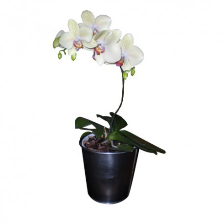 Sticker Orchid'e