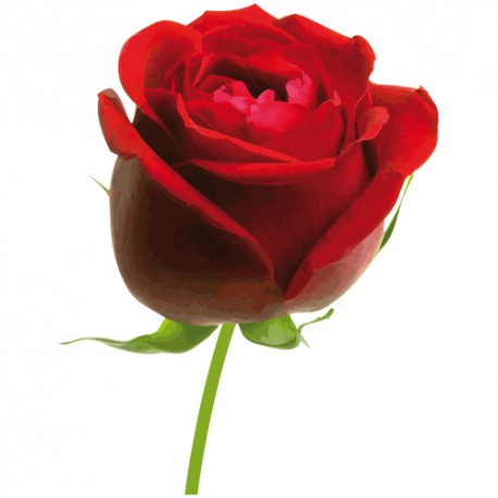 Sticker Fleur - Rose Rouge