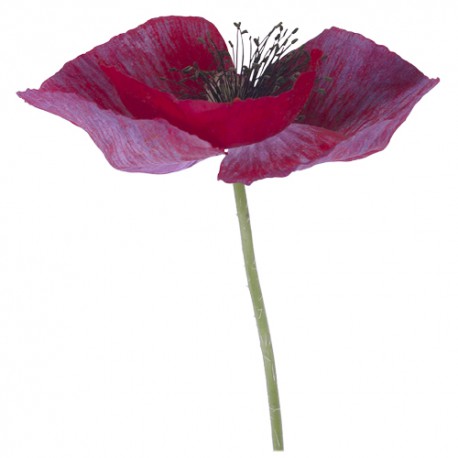 Coquelicot