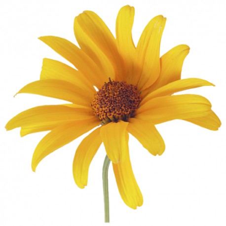 Fleur jaune