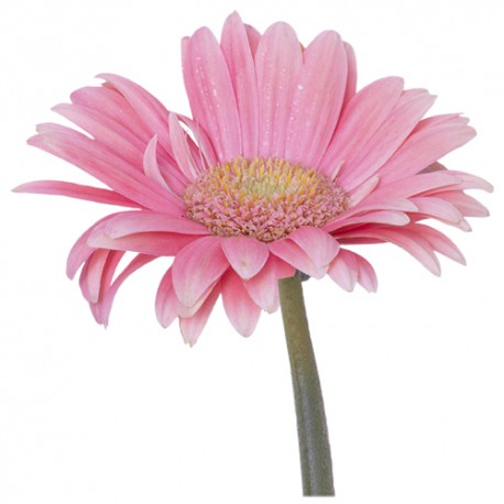 Gerbera