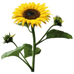 Tournesol